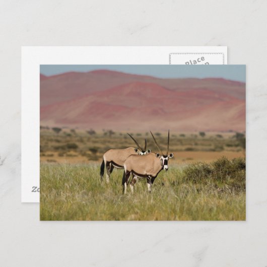 Namibië - Oryx-antilopen op het briefkaart Sossusv (Voorkant / Achterkant)