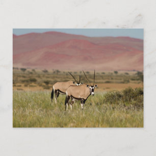 Namibië - Oryx-antilopen op het briefkaart Sossusv