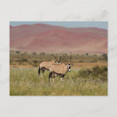 Namibië - Oryx-antilopen op het briefkaart Sossusv (Voorkant)