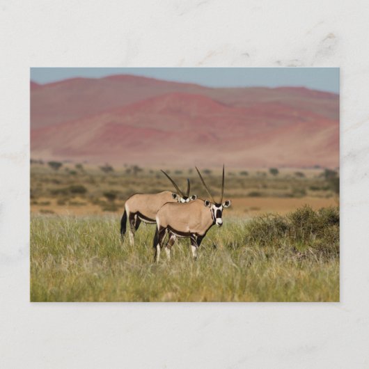 Namibië - Oryx-antilopen op het briefkaart Sossusv (Voorkant)