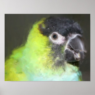 Nanday Conure Parrot Fotoschilderij Poster