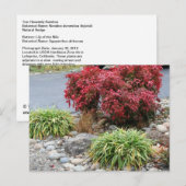 Nandina en Agapanthus Aankondigingskaart (Voorkant / Achterkant)