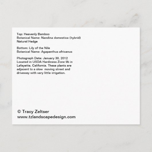 Nandina en Agapanthus Aankondigingskaart (Achterkant)