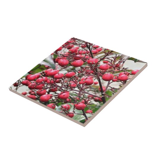 Nandina-struik met rode rijpe bessen tegeltje (Zijkant)