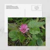 Nangoon Blossom, Unalaska Island Briefkaart (Voorkant / Achterkant)