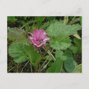 Nangoon Blossom, Unalaska Island Briefkaart