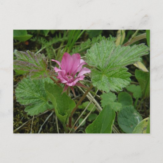 Nangoon Blossom, Unalaska Island Briefkaart (Voorkant)