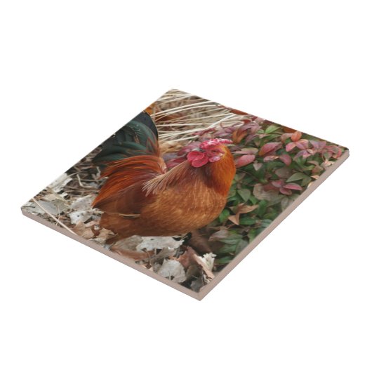 Nankin Bantam Chicken Tegeltje (Zijkant)