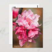 Nanking Peach [Briefkaart] Briefkaart (Voorkant / Achterkant)