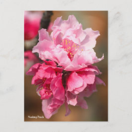 Nanking Peach [Briefkaart] Briefkaart