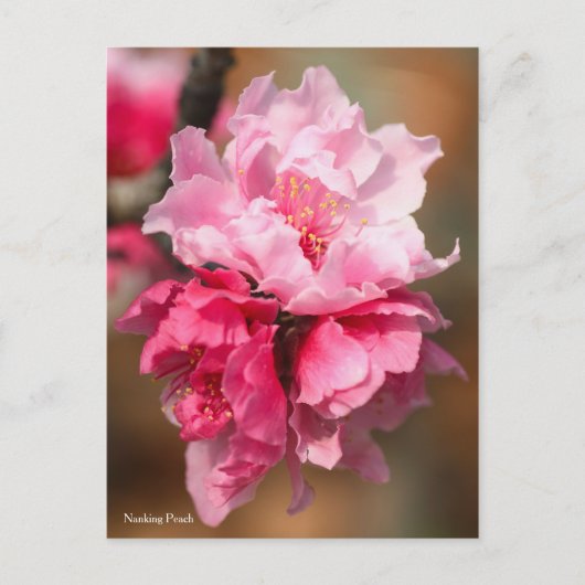Nanking Peach [Briefkaart] Briefkaart (Voorkant)