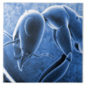 Nano Ant Scanning Electron Microscoop Tegeltje (Voorkant)