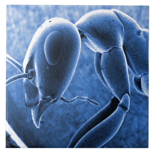 Nano Ant Scanning Electron Microscoop Tegeltje (Voorkant)