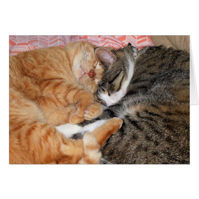 Nap Buddies (Voorkant Horizontaal)