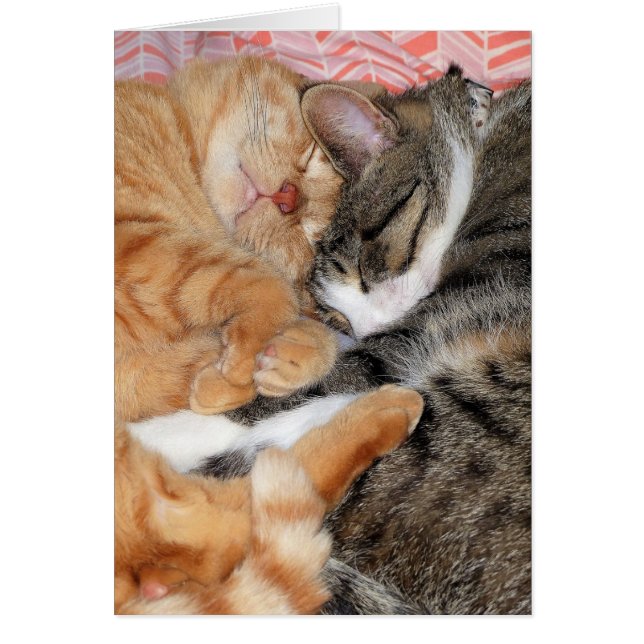 Nap Buddies (Voorkant)