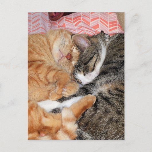Nap Buddies Briefkaart (Voorkant)