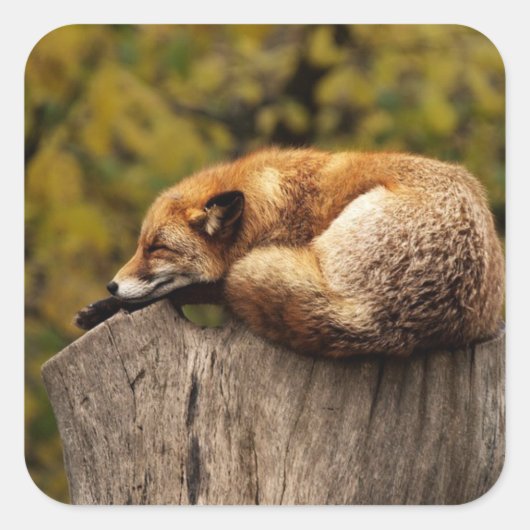 Nap Tijd Schattige Red Fox Sticker (Voorkant)