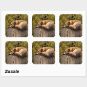 Nap Tijd Schattige Red Fox Sticker (Vel)