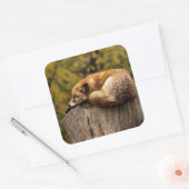 Nap Tijd Schattige Red Fox Sticker (Envelop)