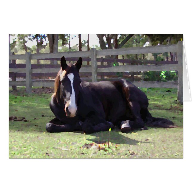 Nap Time bij paarden (Voorkant Horizontaal)