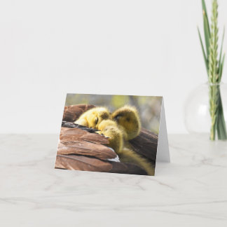 "Nap Time" (Canada Gese #2) - Blanco briefkaart