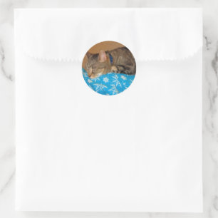 Nap Time for Indigo Ronde Sticker