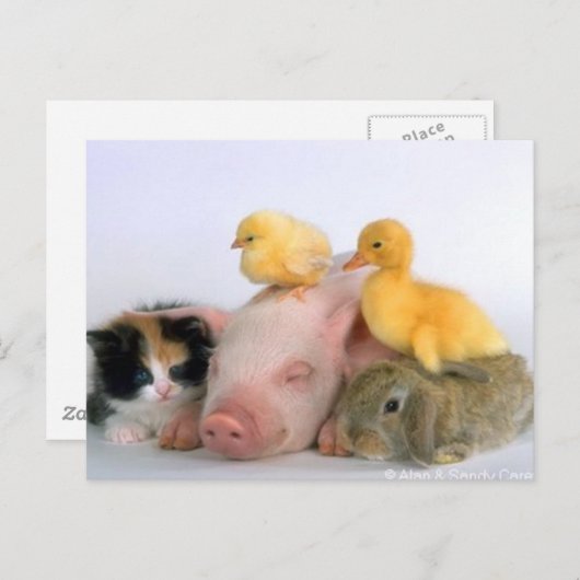 Nap Time for the Animals Briefkaart (Voorkant / Achterkant)