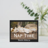 Nap Time Lion Cubs South Africa Briefkaart (Staand voorkant)