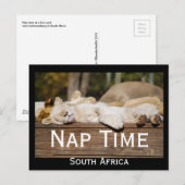Nap Time Lion Cubs South Africa Briefkaart (Voorkant / Achterkant)