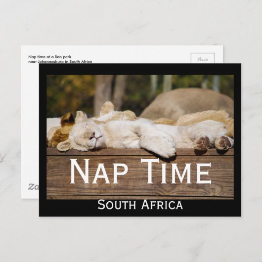 Nap Time Lion Cubs South Africa Briefkaart (Voorkant / Achterkant)
