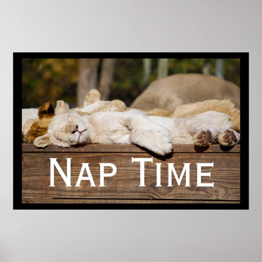Nap Time Lion Cubs South Africa Poster (Voorkant)