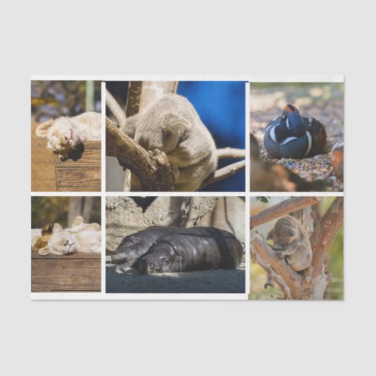 Nap Time Sleeping Animals Koala Decoupage Foto Tissuepapier (Voorkant)
