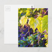 Napa Valley Briefkaart (Voorkant / Achterkant)