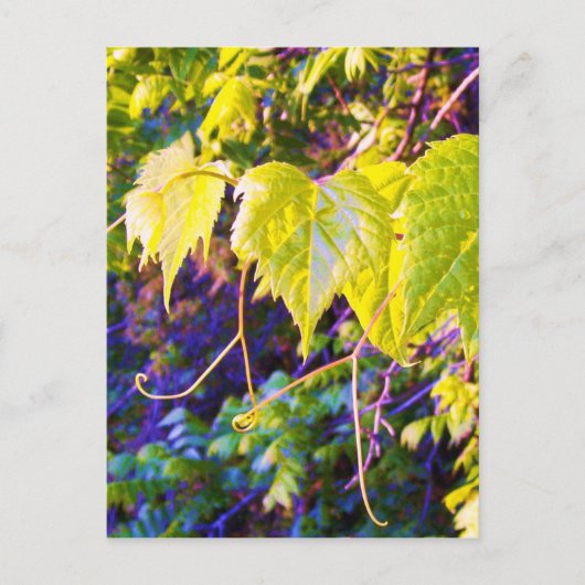 Napa Valley Briefkaart (Voorkant)