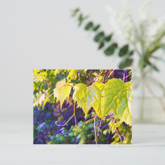 Napa Valley Briefkaart (Staand voorkant)