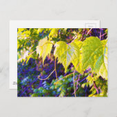 Napa Valley Briefkaart (Voorkant / Achterkant)