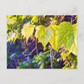 Napa Valley Briefkaart (Voorkant)