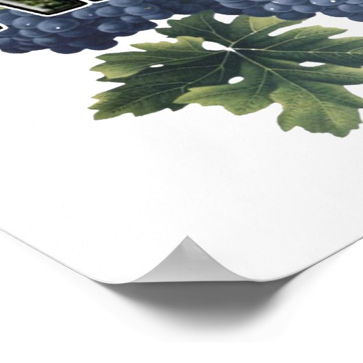 Napa Valley, CA Poster (Hoek)