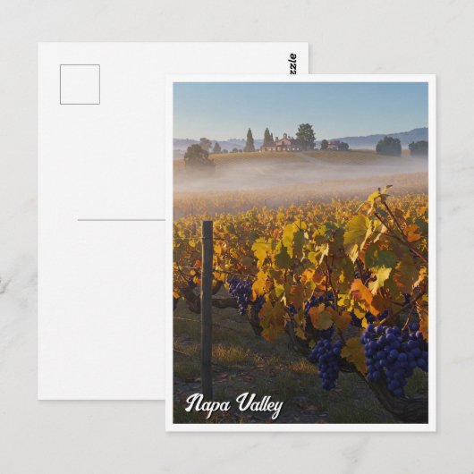 Napa Valley California Vinyard Winery Briefkaart (Voorkant / Achterkant)