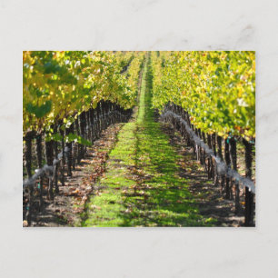 Napa Valley Californië Druivengaard Briefkaart
