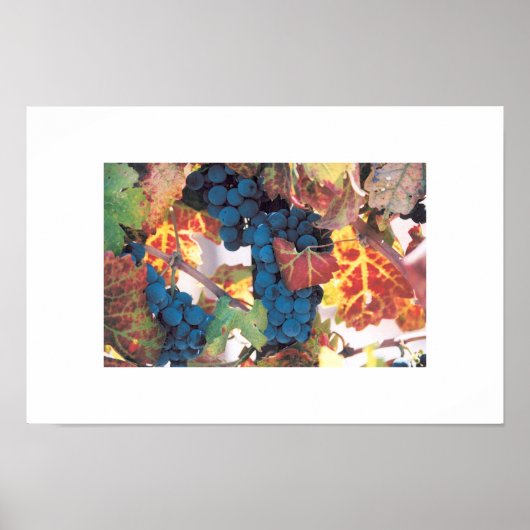 Napa Valley Grape Vine, wijngaard Poster (Voorkant)