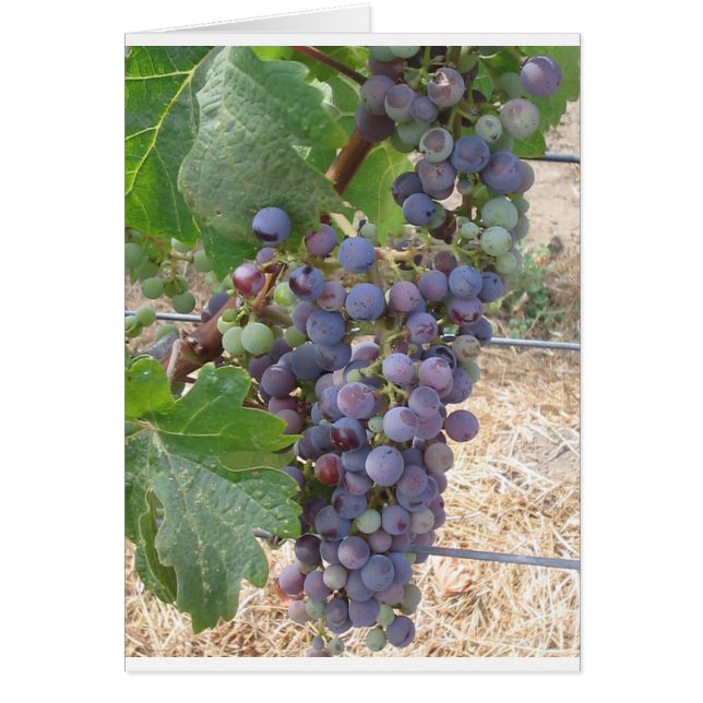 Napa Valley Grapes (Voorkant)