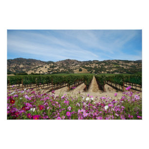 Napa Valley Vineyard met Cosmos Poster