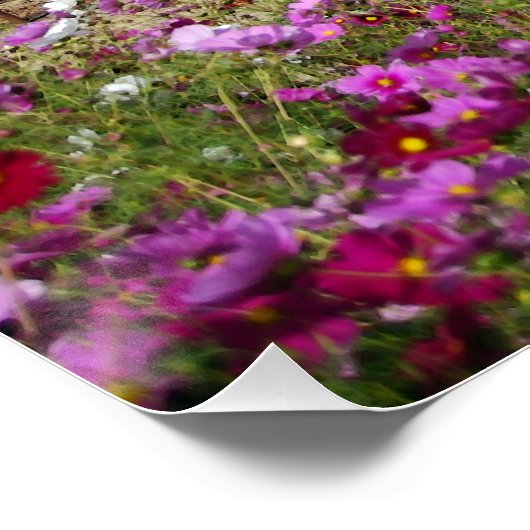 Napa Valley Vineyard met Cosmos Poster (Hoek)