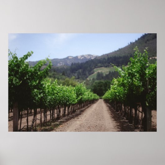 Napa Valley Vineyard Poster (Voorkant)