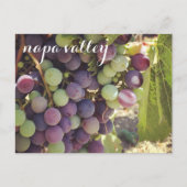 Napa Valley Vineyard Red & Green Grapes Briefkaart (Voorkant)