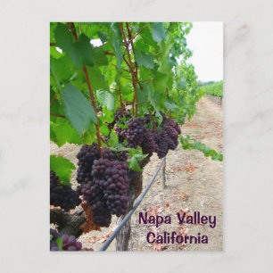 Napa Valley Vineyards Briefkaart! Briefkaart