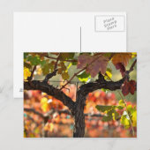 Napa Valley Wijngaard in Californië Briefkaart (Voorkant / Achterkant)