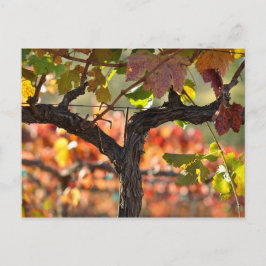 Napa Valley Wijngaard in Californië Briefkaart