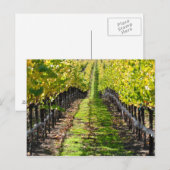 Napa Valley Wijngaard in Californië Briefkaart (Voorkant / Achterkant)